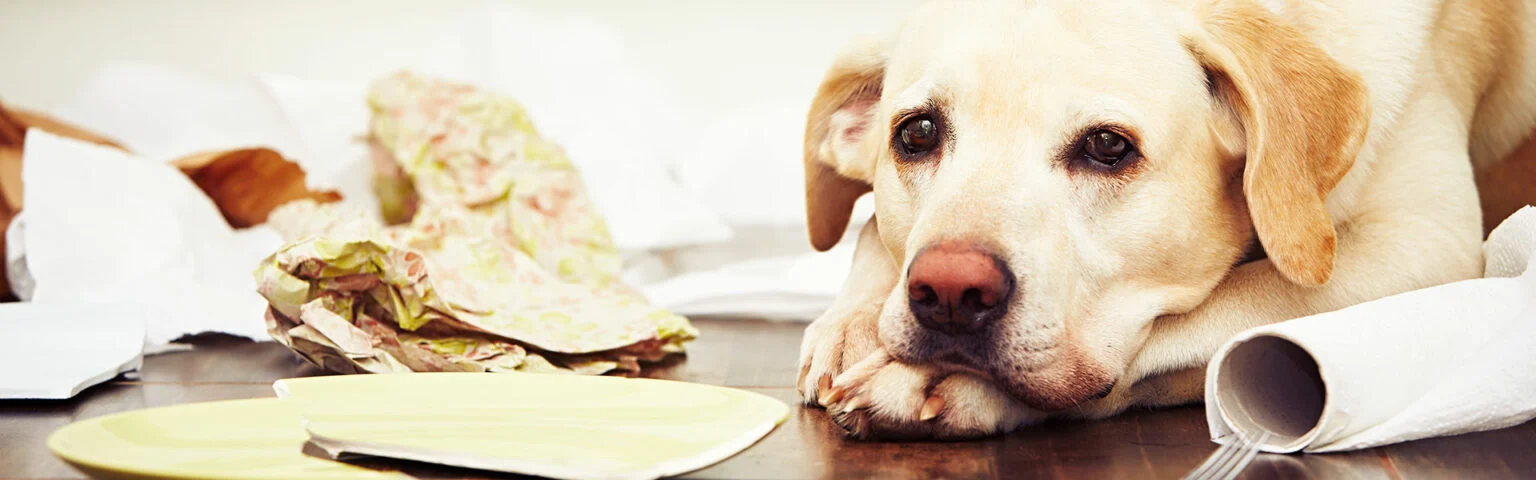 Ein Hund liegt auf dem Boden