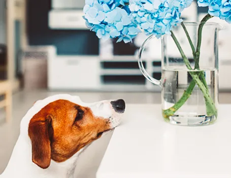 Ein Hund sitzt vor einem Glas mit Blumen