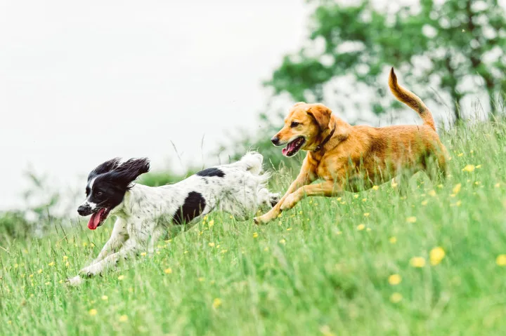 Zwei sich spielend verfolgende Hunde