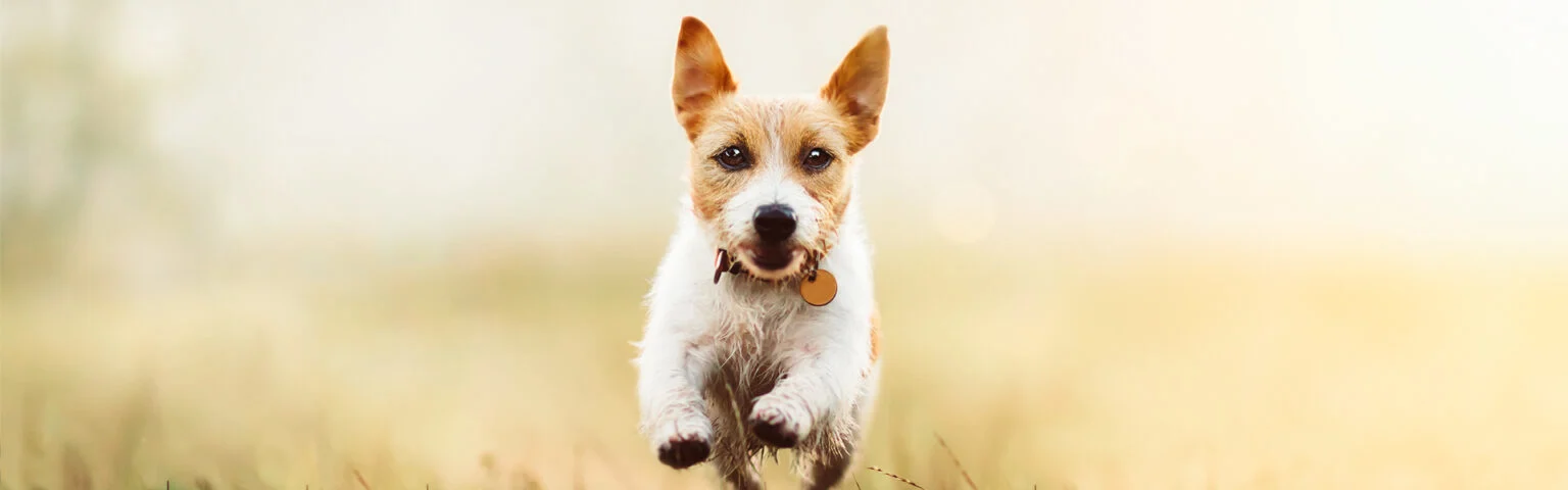 Hund läuft in Weizenfeld